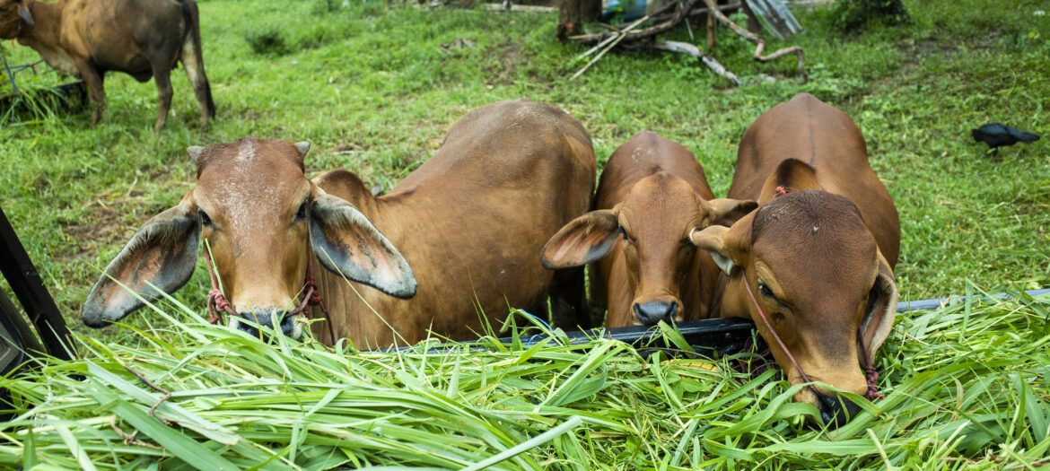 brown cow eatting grass