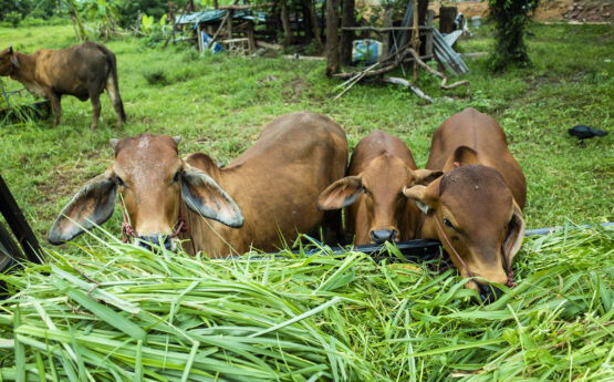 brown cow eatting grass