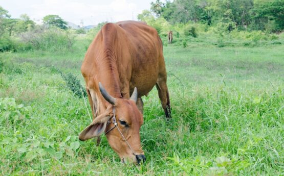 curious-cow-field_1323-234