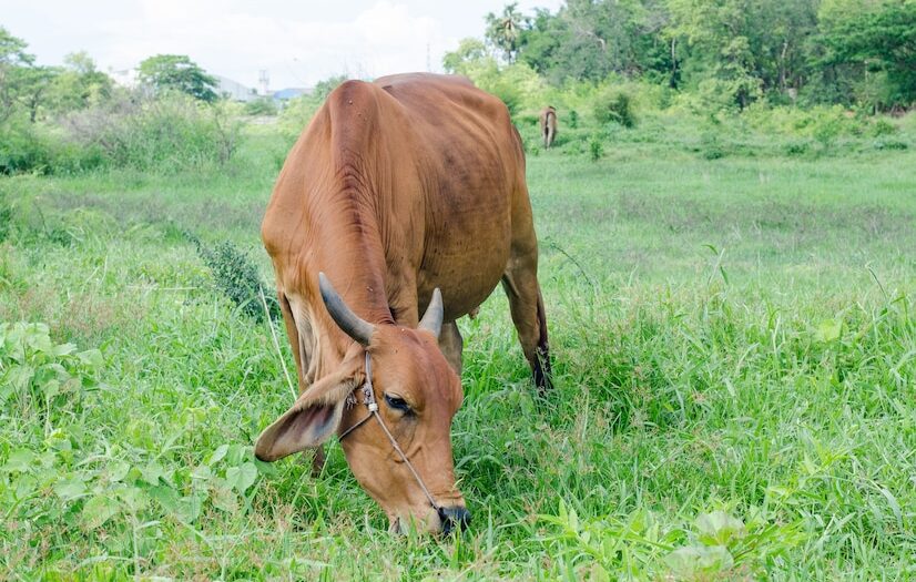 curious-cow-field_1323-234